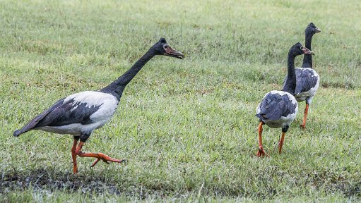 Darwin-BarklysHS-NT-_4615