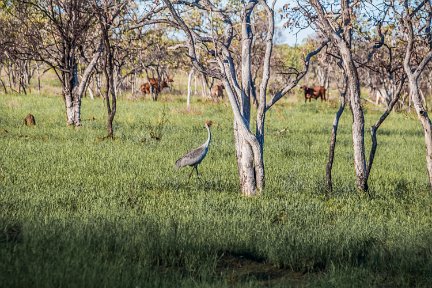 Darwin-BarklysHS-NT-_4643