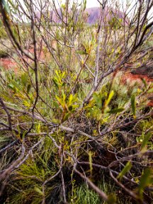 Uluru2AliceNT-4211