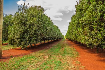 BundabergQ-3390