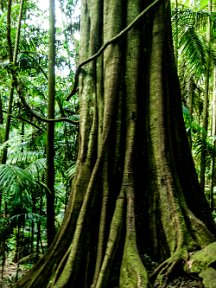 CurtisFalls-9215 Giant Moreton Bay Figs with the their buttress trunks and aerial roots.