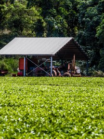 DaintreeQ-4218