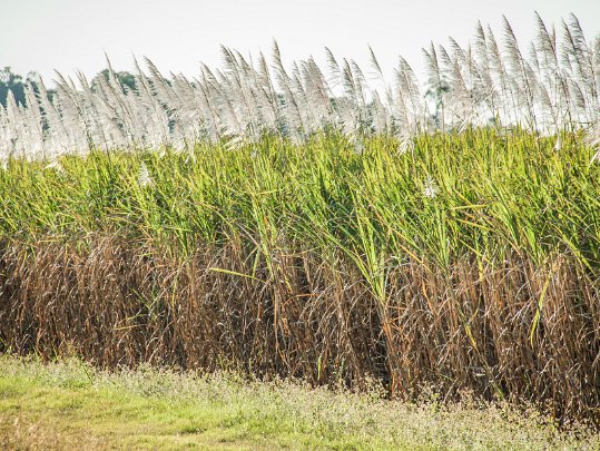 Gladstone Sugar cane crops are all along the North East coast of Australia