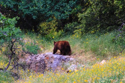 Sequoia-KingsCanyonCA10-7564-1