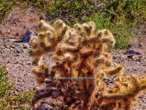 Joshua Tree