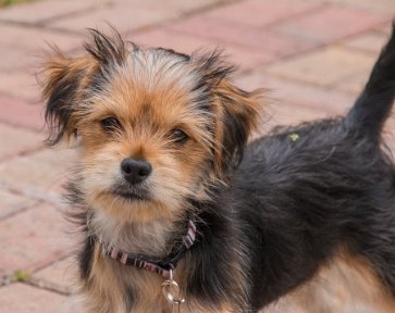 Bindi-April3-2017-9704