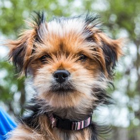 Bindi-April3-2017-9729