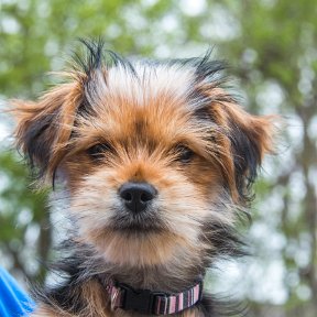 Bindi-April3-2017-9730