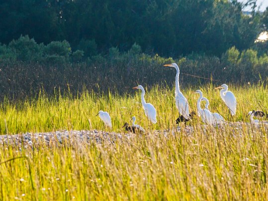 Marshes