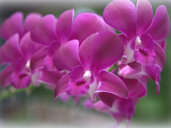 Flowers-and-Plants